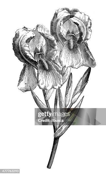 antique illustration of iris germanica - iris family stock illustrations