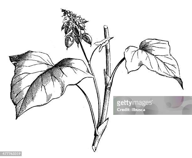 antique illustration of buckwheat (fagopyrum esculentum) - buckwheat isolated stock illustrations