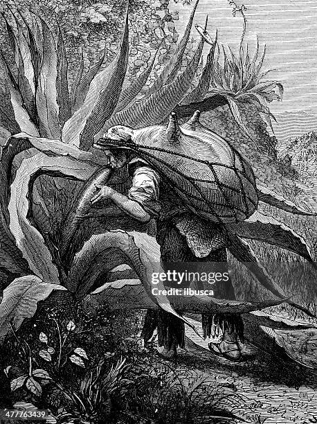 antique illustration of agave pulque harvesting - agave stock illustrations