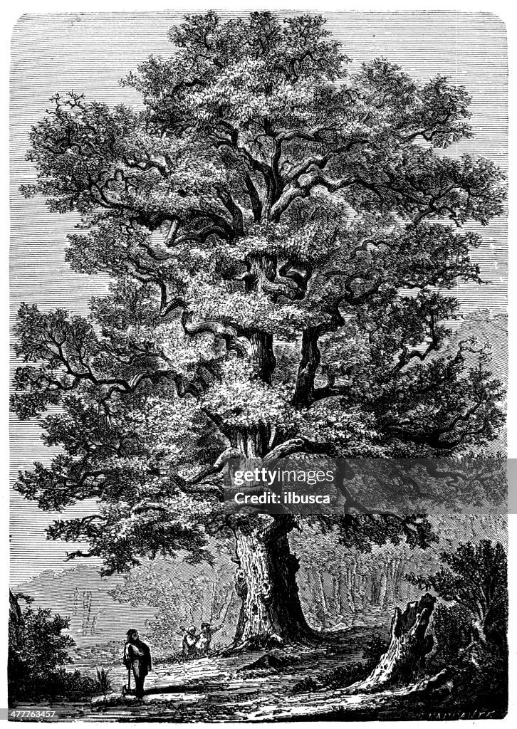Antique illustration of Quercus petraea (sessile oak)