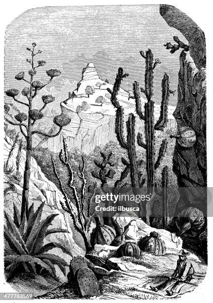antique illustration of mexican cactus - mexico black and white stock illustrations