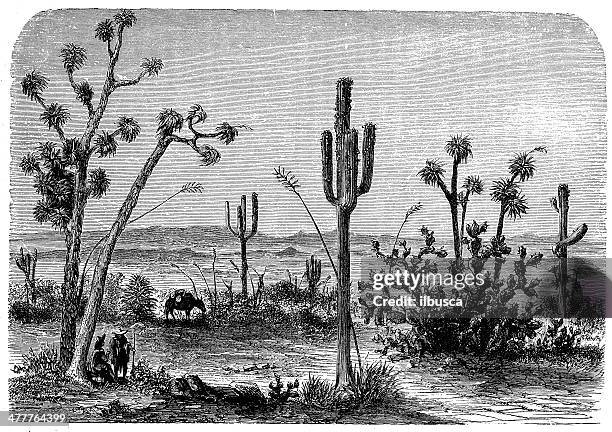 antique illustration of saguaro (carnegiea gigantea) - saguaro cactus stock illustrations