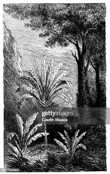 antique illustration of ravenala madagascariensis, traveller's tree - ravenala madagascariensis stock illustrations