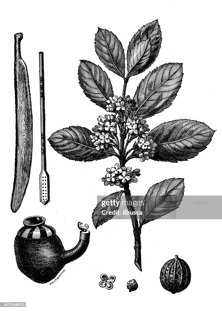 Antique illustration of Yerba mate (Ilex paraguariensis)