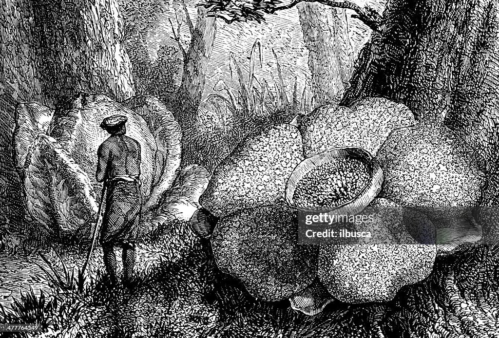 Antique illustration of Rafflesia arnoldii