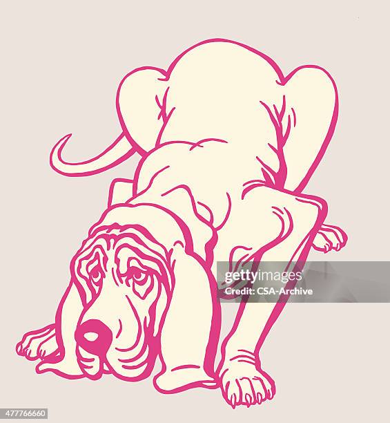 stockillustraties, clipart, cartoons en iconen met bloodhound dog - bloedhond