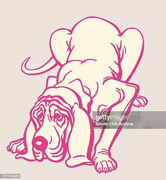bloodhound dog - hound stock illustrations