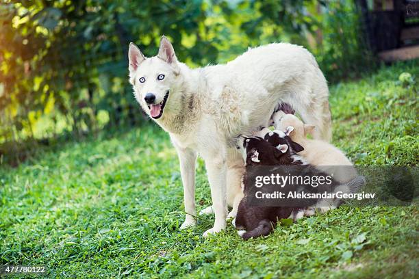 puppies feeding time, mother samoyed nursing her babies - newborn puppy stock pictures, royalty-free photos & images