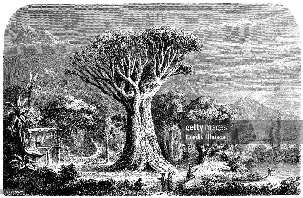 Antique illustration of orotava dragon tree, Tenerife