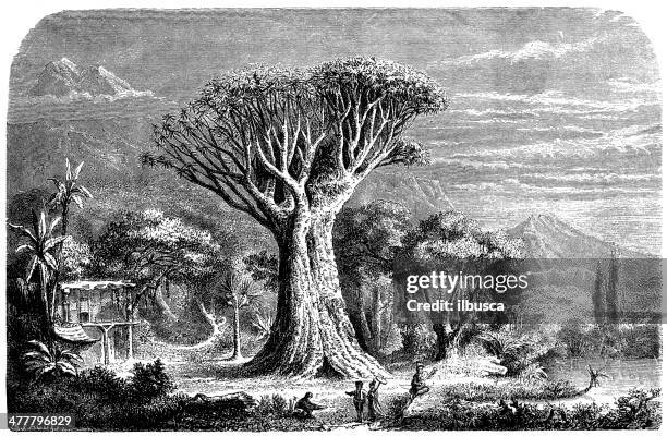 antique illustration of orotava dragon tree, tenerife - dragon tree stock illustrations