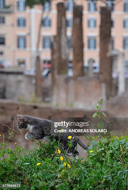 Cat plays in the ruins of an ancient Roman temple at Largo di Torre Argentina in downtown Rome, on March 11, 2014. AFP PHOTO / ANDREAS SOLARO