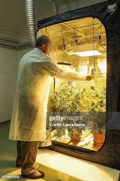 Director of Production Lieutenant Colonel Flavio Paoli controls a greenhouse for experimental use to the pilot project of cannabis produced by the...