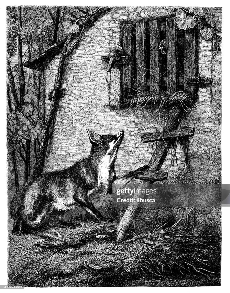 Ancienne illustration de fox et de raisin