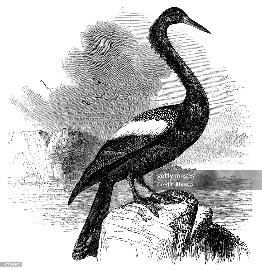 アンティークのイラストヘビウ鳥