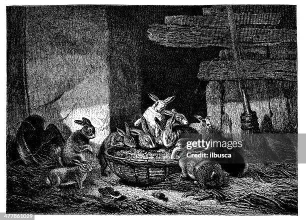 antique illustration of rabbits eating - leprosy stock illustrations