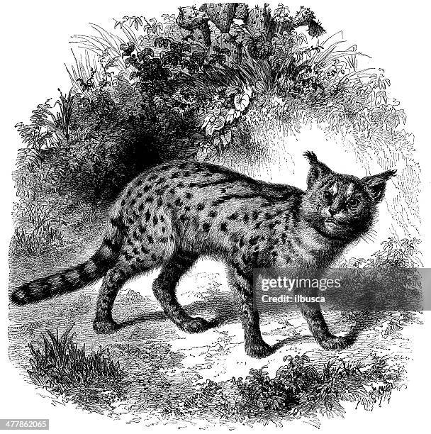 antique illustration of african serval cat (leptailurus serval) - african serval stock illustrations