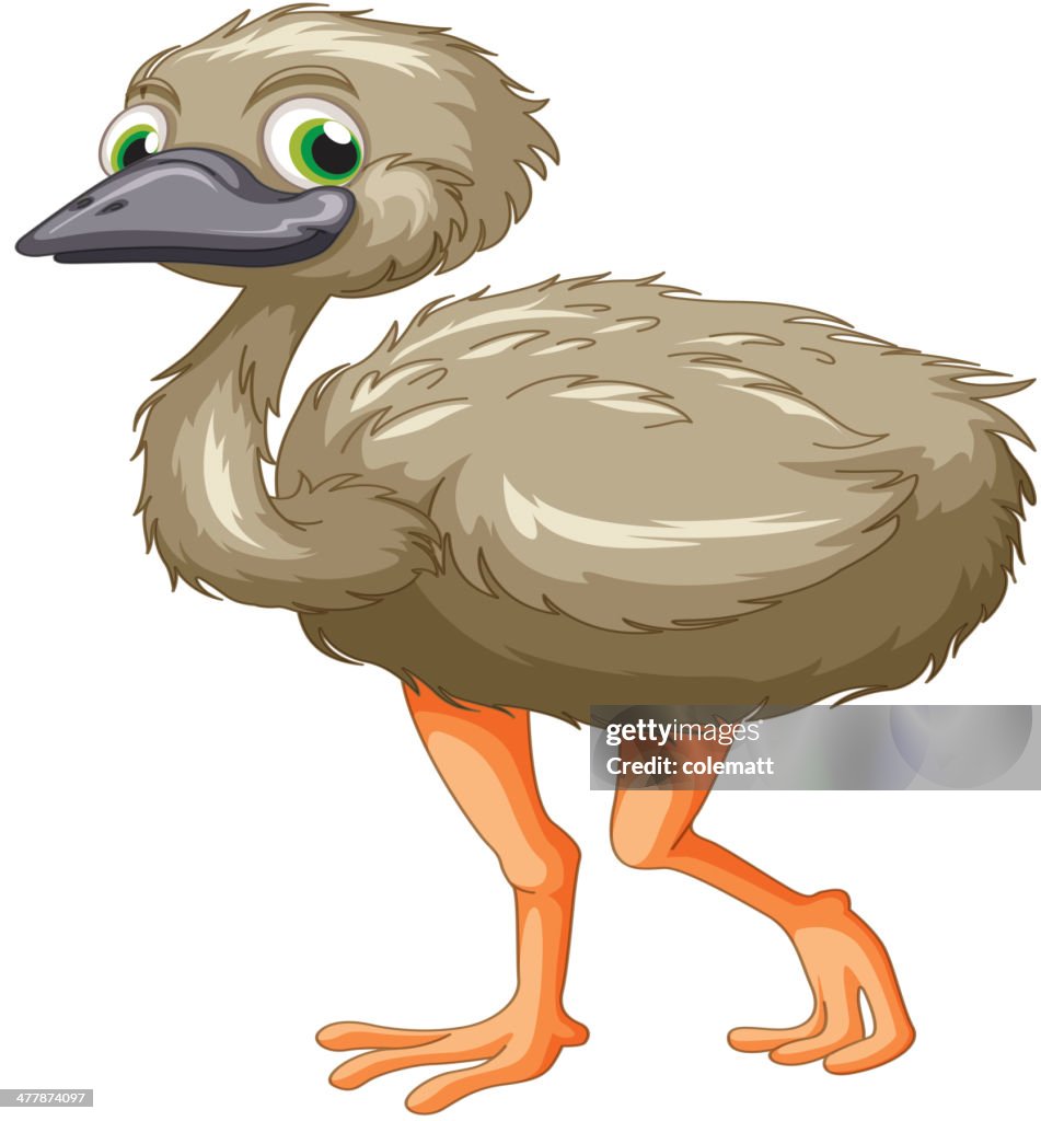 Emu Cartoon High-Res Vector Graphic - Getty Images