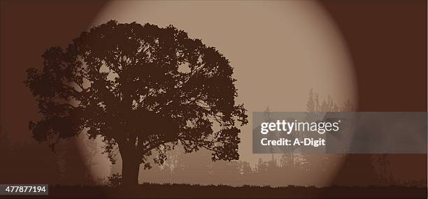 sepia tree - sepia stock illustrations