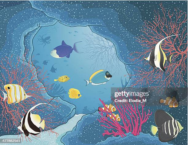 red sea fishes / poissons de la mer rouge - powder blue surgeonfish stock illustrations