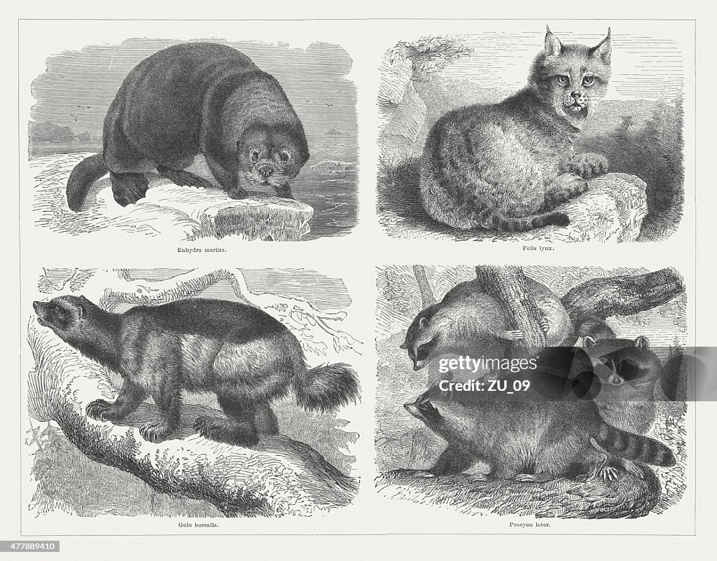 Predators, veröffentlichte 1878 zogen