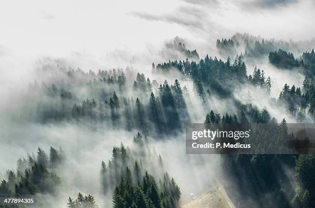 aerial picture of fog in the forrest - albero secolare foto e immagini stock