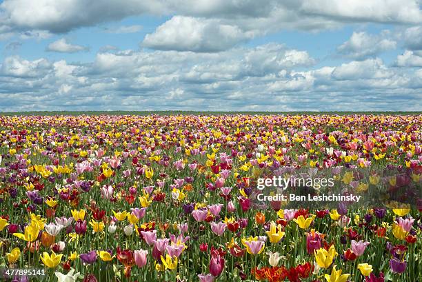 tulip fields in oregon - spring 2013 fotografías e imágenes de stock