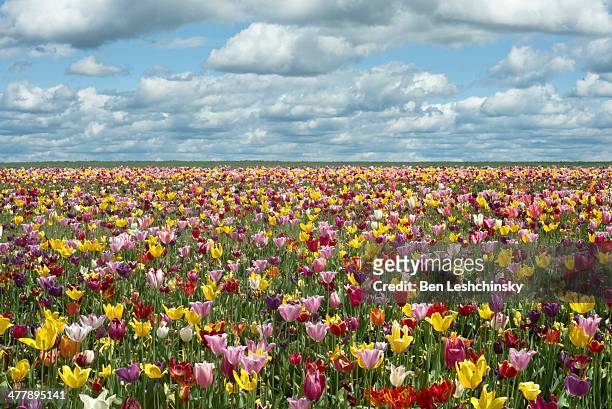 tulip fields in oregon - flower field photos et images de collection