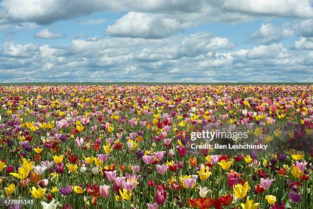 tulip fields in oregon - flower field stock pictures, royalty-free photos & images