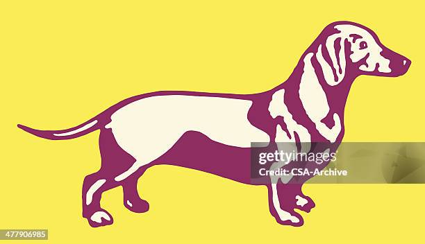 bildbanksillustrationer, clip art samt tecknat material och ikoner med dachshund - tax
