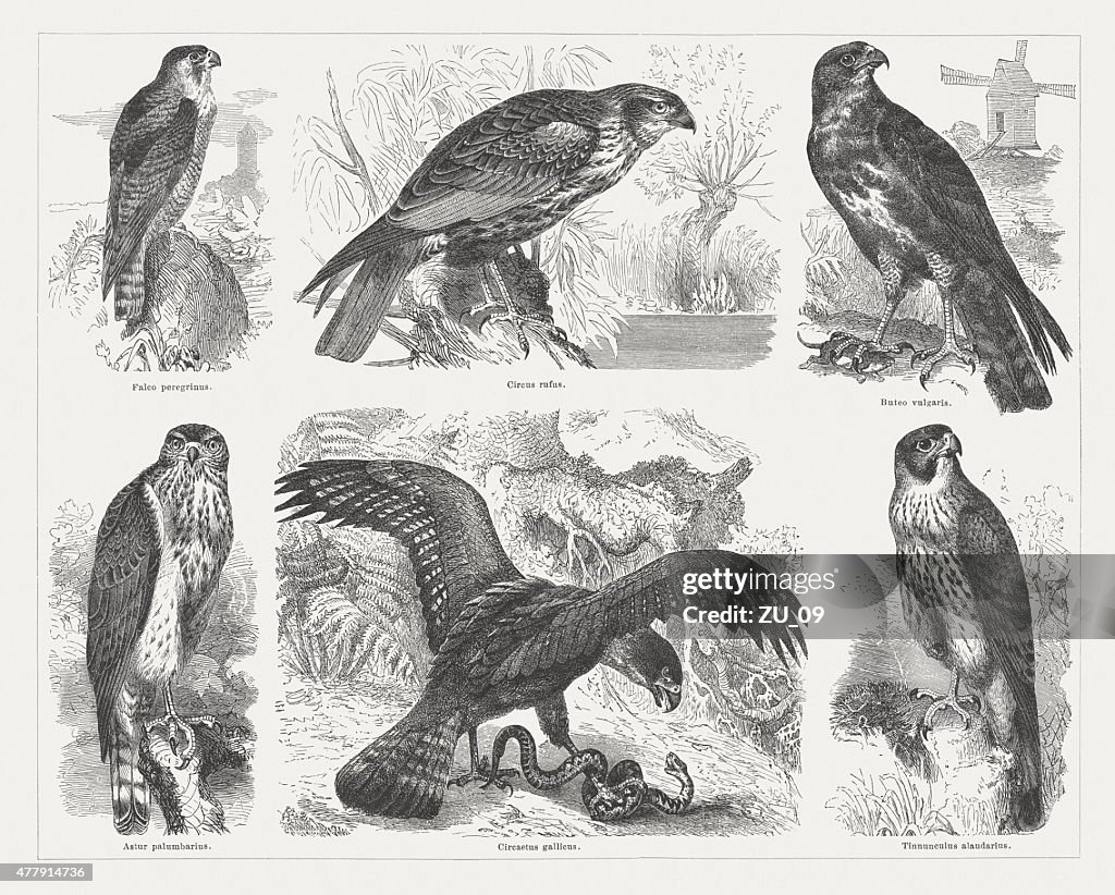 Birds of prey, wood engravings, published in 1878