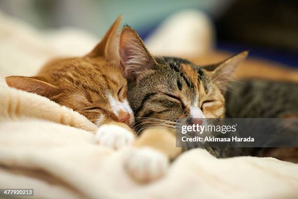 sleeping kittens - dos animales fotografías e imágenes de stock