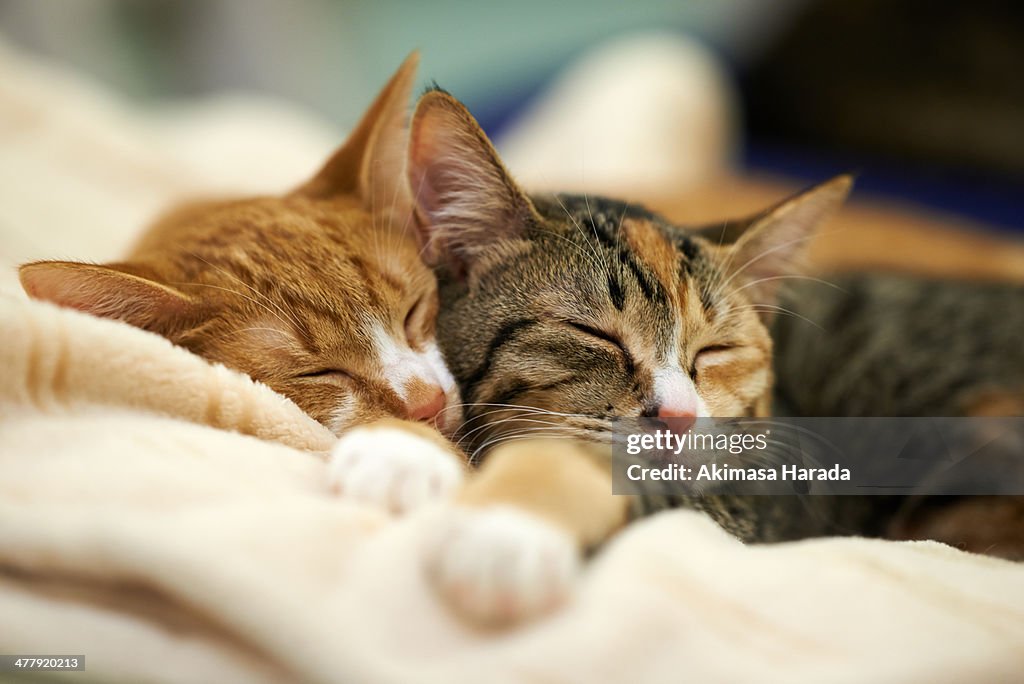 Sleeping Kittens