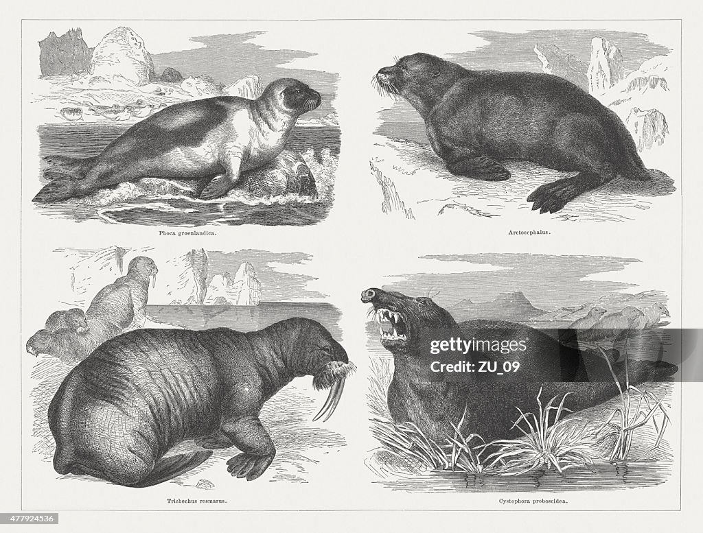 Seals, wood engravings, published in 1878