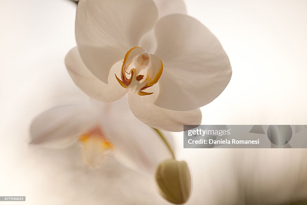 Beautiful Orchid