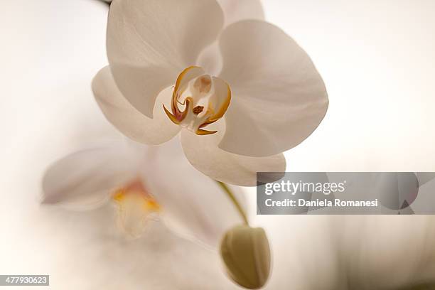 Beautiful Orchid, Foto de stock