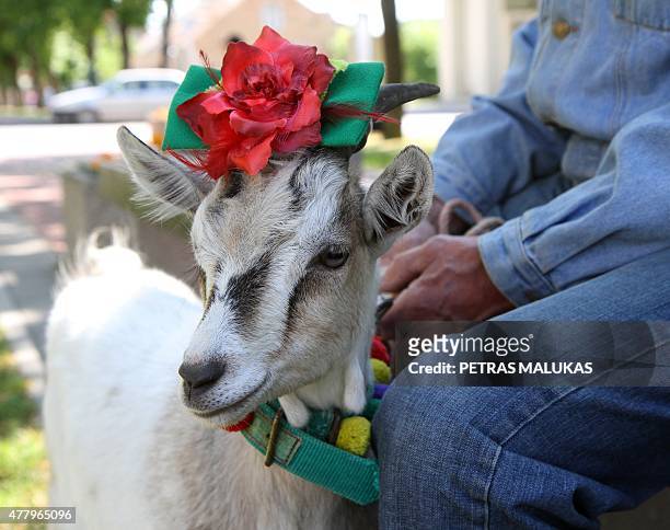 Goat "Demele" and its owner wait for the start of a goat parade prior to a goat beauty contest in Ramygala, Lithuania, on July 20, 2015. Ramygala was...