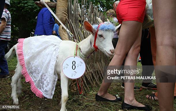 Goat "Cibute" is presented to competition judges during a goat beauty contest in Ramygala, Lithuania, on July 20, 2015. Ramygala was called the...