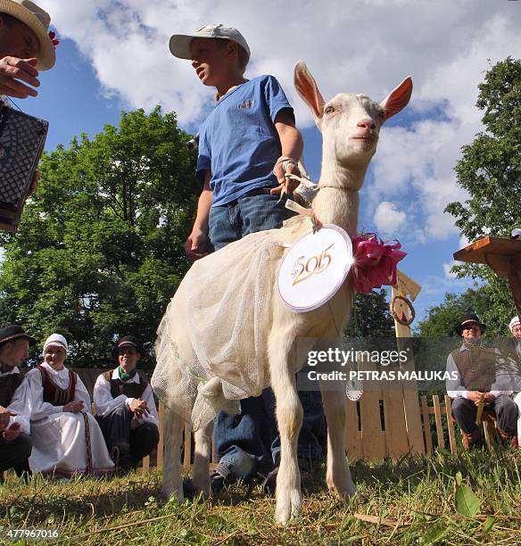 Goat "Gulbe" is presented to competition judges during a goat beauty contest in Ramygala, Lithuania, on July 20, 2015. Ramygala was called the...