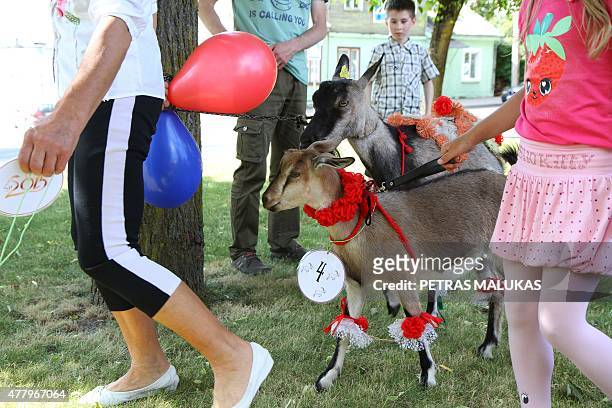 Goats are presented to competition judges during a goat beauty contest in Ramygala, Lithuania, on July 20, 2015. Ramygala was called the capital of...