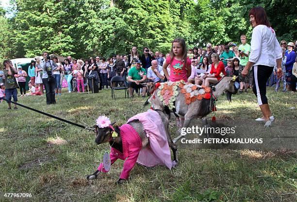 Goats are presented to competition judges during a goat beauty contest in Ramygala, Lithuania, on July 20, 2015. Ramygala was called the capital of...