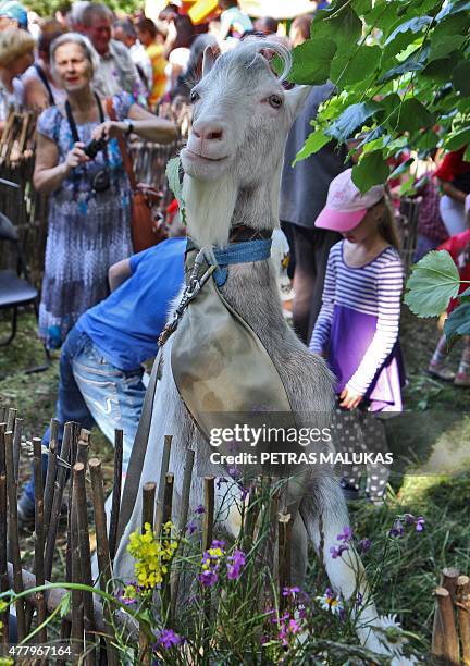 Goat waits for the start of a goat beauty contest in Ramygala, Lithuania, on June 20, 2015. Ramygala was called the capital of Goats in the XVI...