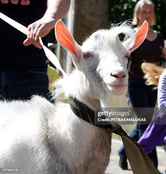 Goat is presented to competition judges during a goat beauty contest in Ramygala, Lithuania, on July 20, 2015. Ramygala was called the capital of...