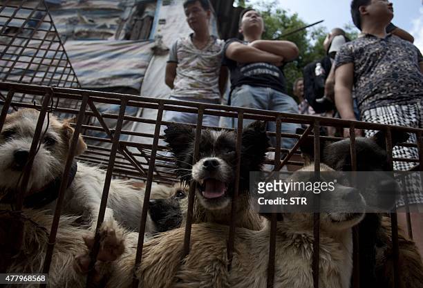 Vendors wait for customers to buy dogs in cages at a market in Yulin, in southern China's Guangxi province on June 21, 2015. The city holds an annual...