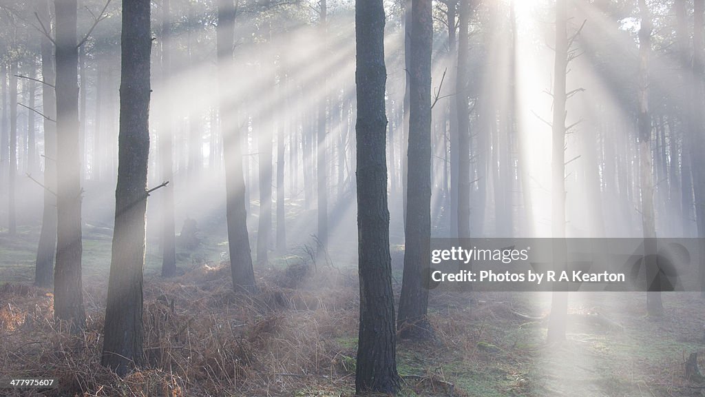 Forest light beams