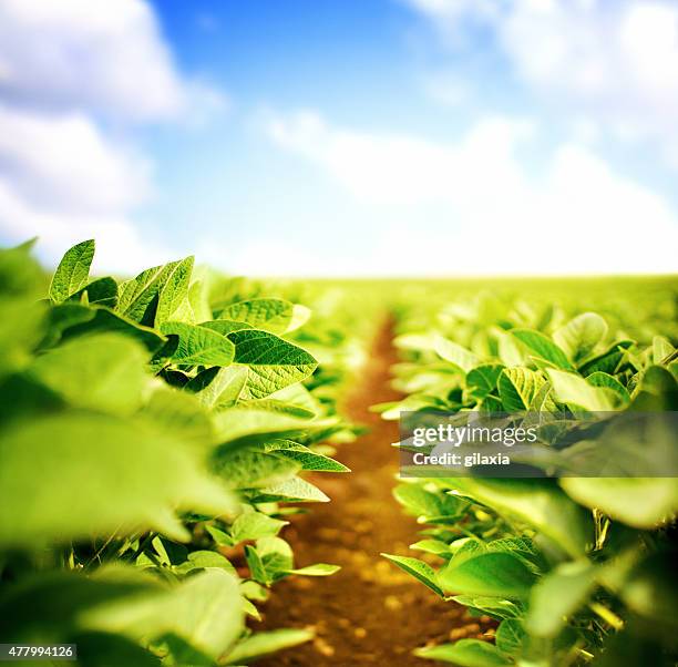 sojabohne pflanzen - soybean stock-fotos und bilder