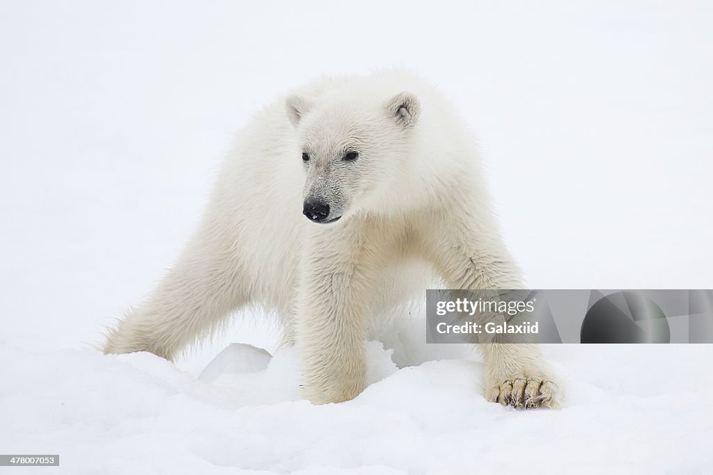 Polar Bear Cub on Snow