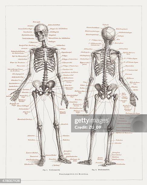 human skeleton, lithograph, published in 1878 - short ribs stock illustrations