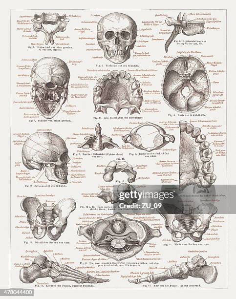 human skeleton, lithograph, published in 1878 - foot bones 幅插畫檔、美工圖案、卡通及圖標