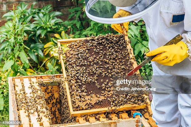 beehive apiarist inspección - colmena fotografías e imágenes de stock