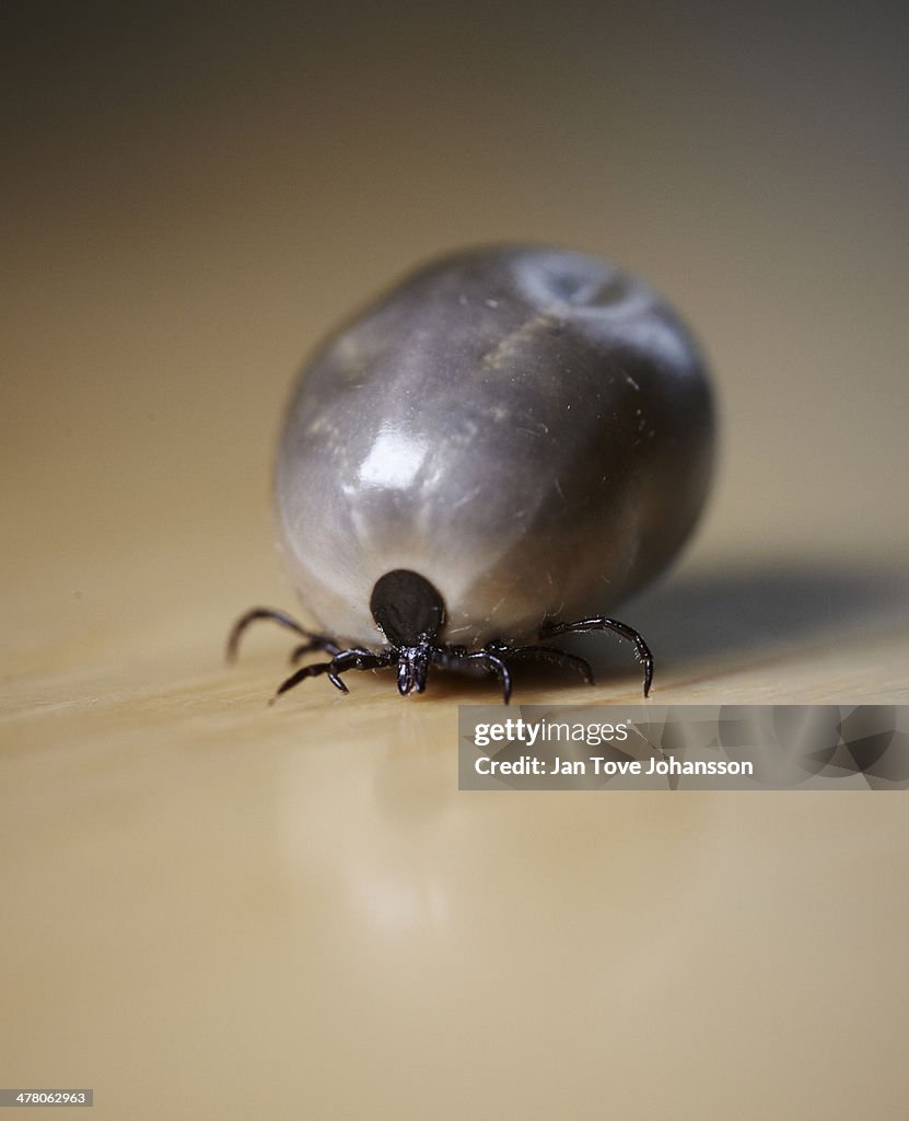 Tick